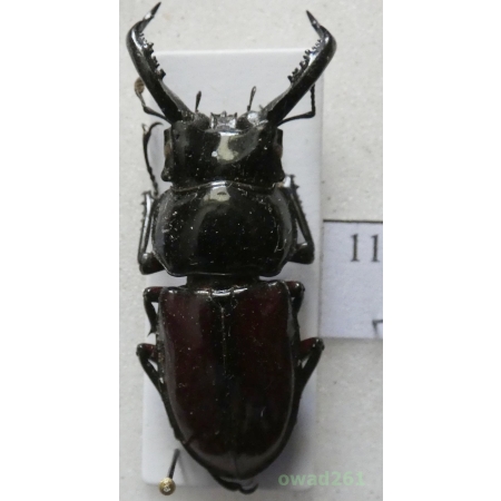 Pseudorhaetus oberthuri Planet, 1899 male Vietnam 38mm11